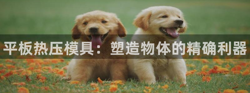 易倍单词官方网站